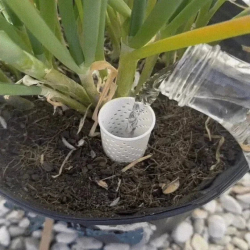 Internal Plant Watering...