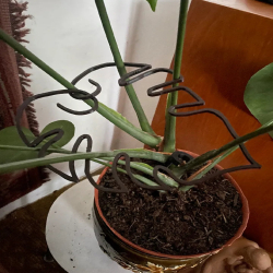 Monstera leaves helper -6...