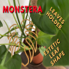 Monstera leaves helper -6 Pcs Plastic Monstera leaves helper Leaf Shape